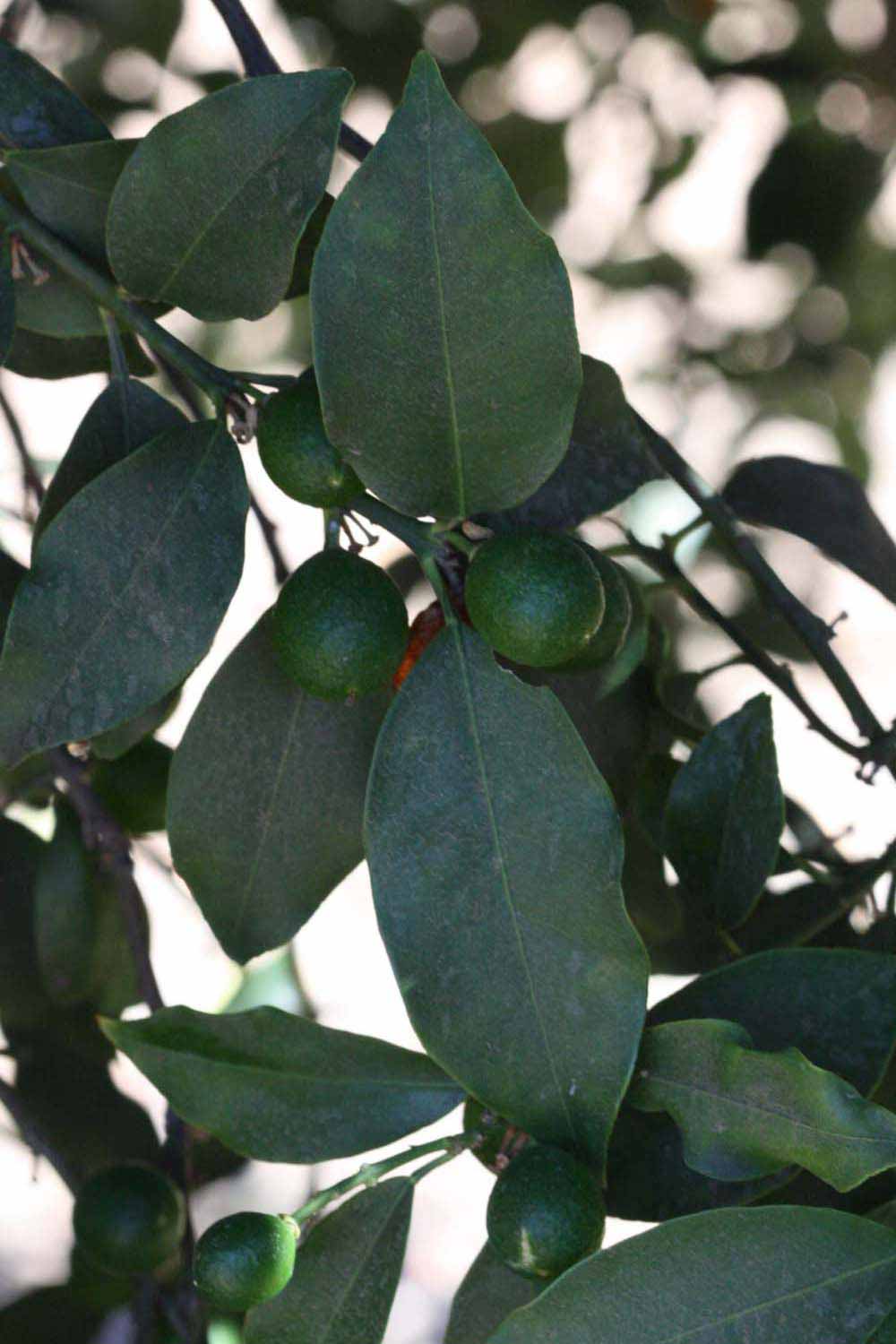             Shade leaves (Riverside, CA)       